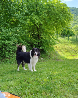 Cane border collie per accoppiamento