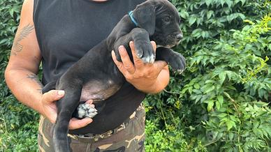 Cucciolo di Cane Corso manto nero
