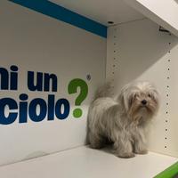 Maltese "mini toy" coreano disponibile subito