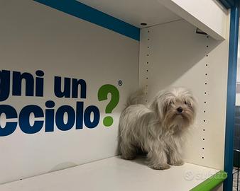 Maltese "mini toy" coreano disponibile subito