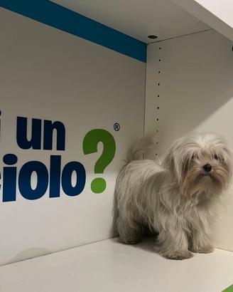 Maltese "mini toy" coreano disponibile subito