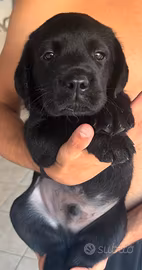 Cucciolo labrador nero