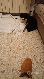 Femmina border collie