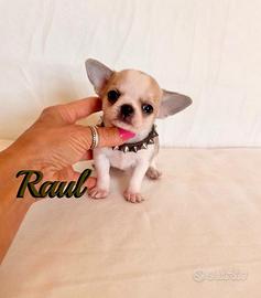 Chinuahua maschio con pedigree enci 