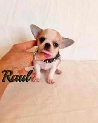 Chinuahua maschio con pedigree enci 