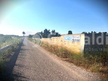 Uliveto a Gallipoli