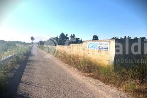 Uliveto a Gallipoli