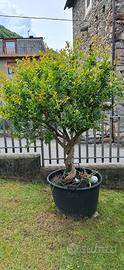 melograno da giardino da frutto