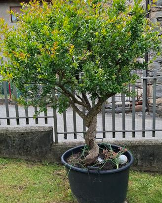 melograno da giardino da frutto