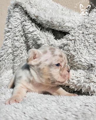 Cuccioli bulldog francese