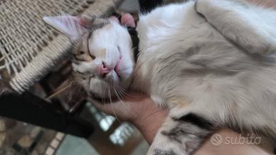 Splendide gattine