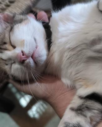 Splendide gattine