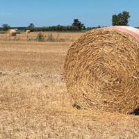FienoVENDESI ROTOLONI DI FIENO DI ALTA QUALITÀ