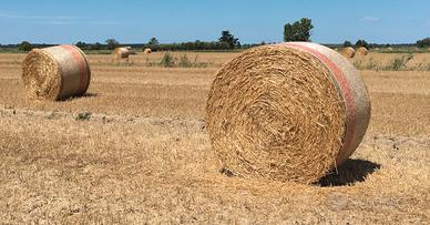 FienoVENDESI ROTOLONI DI FIENO DI ALTA QUALITÀ