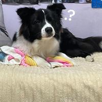 Border collie maschio con pedigree Enci per Monta