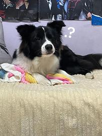 Border collie maschio con pedigree Enci per Monta