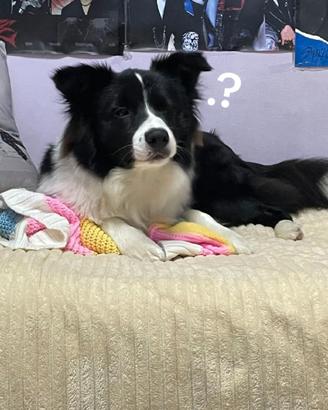 Border collie maschio con pedigree Enci per Monta