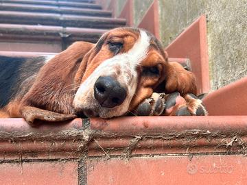 Cucciola Bassethound con pedigree enci