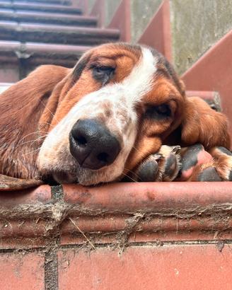Cucciola Bassethound con pedigree enci