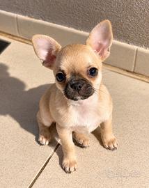 Cucciola Chihuahua con Pedigree