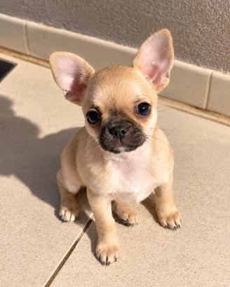 Cucciola Chihuahua con Pedigree