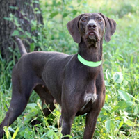 Kurzhaar pronta caccia