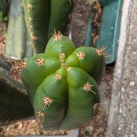 trichocereus pachanoi kk339