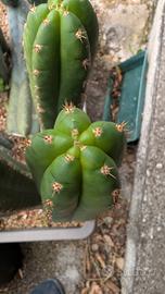 trichocereus pachanoi kk339