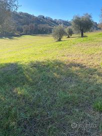 Pensione per cavalli