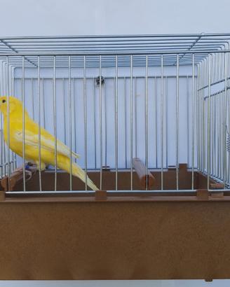 Canarino Timbrado Spagnolo