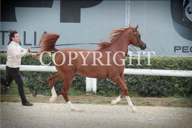 Puledro 3 anni Arabo