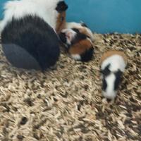 Porcellini d'india baby