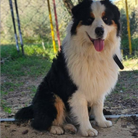 Pastore Australiano pronto per monta