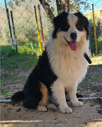 Pastore Australiano pronto per monta