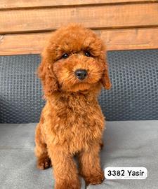 Barboni con pedigree ENCI