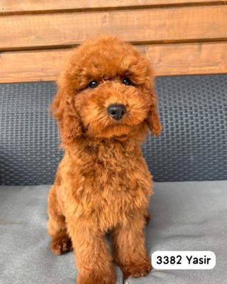 Barboni con pedigree ENCI