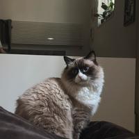 Ragdoll per accoppiamento