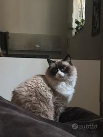 Ragdoll per accoppiamento