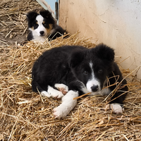 Border Collie età 2 mesi e mezzo