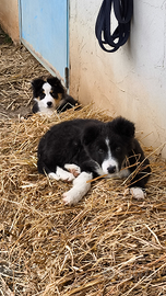 Border Collie età 2 mesi e mezzo