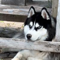 Siberian Husky con pedigree per monta