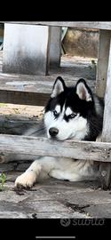 Siberian Husky con pedigree per monta