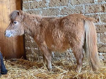 Mini horse poni