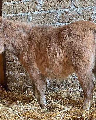 Mini horse poni