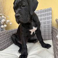 Cucciola di cane corso nera