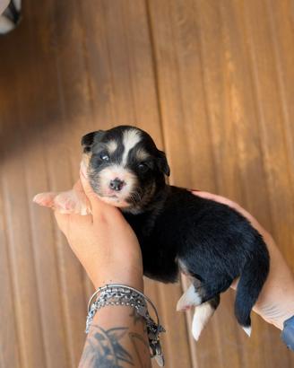 Pastore australiano black tricolor pedigree