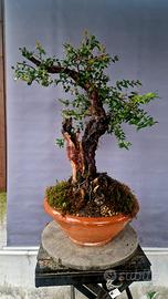 pre bonsai  di mirto