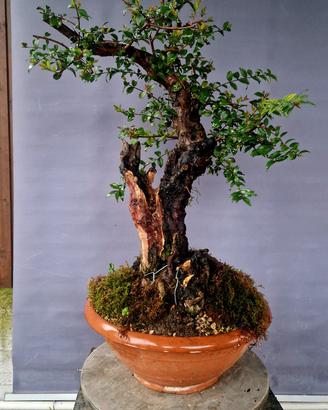 pre bonsai  di mirto