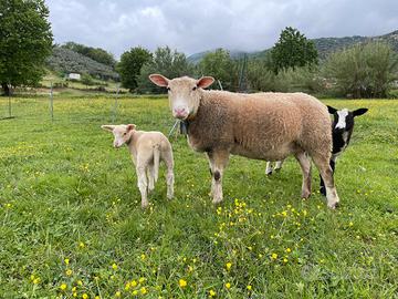 Pecora e agnella berrichon