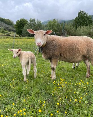 Pecora e agnella berrichon